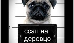 Новые обвинения Луценко