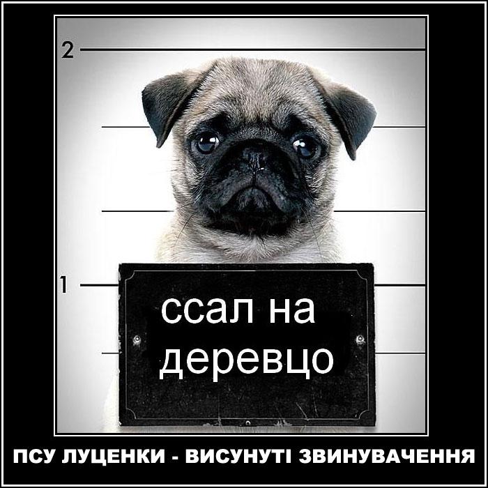 Новые обвинения Луценко