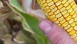 росіянин уперше побачив кукурудзу