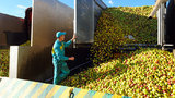 фрукты,яблоки,t.b.fruit,переработка