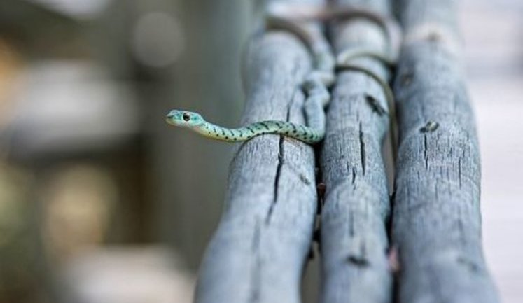 4-річна дівчинка померла від укусу змії у Львові