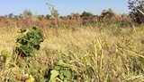 20 га виноградников Лакарена сгорели на Одесчине. Винодел винит рейдеров. ФОТО