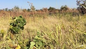 20 га виноградників Лакарена згоріли на Одещині. Винороб звинувачує рейдерів. ФОТО