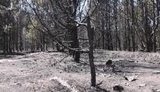 5 гектарів молодого лісу згоріло на Волині через пожежу на звалищі. Лісівники впевнені в підпалі, поліція - в самозайманні. ВIДЕО