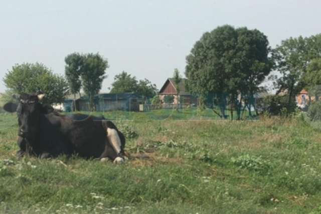 Цензор.НЕТ Изображение