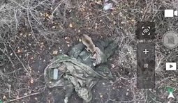 Дикий украинский кот доедает среди посадки ликвидированного оккупанта