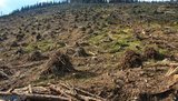 Путин и Шойгу планируют массовую вырубку украинских лесов, - ГУР Минобороны. ДОКУМЕНТ