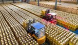 Наслідки блокування портів: Україна за 15 днів вересня експортувала 62% від можливого обсягу олії