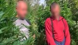 Полицейские Закарпатья обнаружили плантацию двухметровой конопли, которую охраняли вооруженные люди. ВИДЕО+ФОТОрепортаж