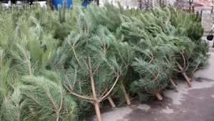 Гражданин незаконно спилил елок на сумму 18 тыс грн во Львовской области, - Гослесагентство