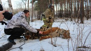 Спасатели поймали тигра, гулявшего вдоль трассы в российском Воронеже. ВИДЕО