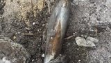 обстрел полиция разрушения авдеевка бомбардировка
