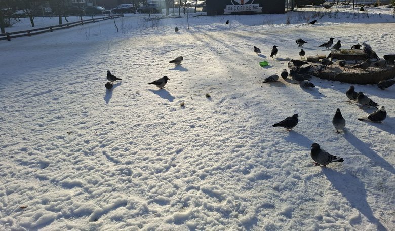 без,бізнес,малий,світла