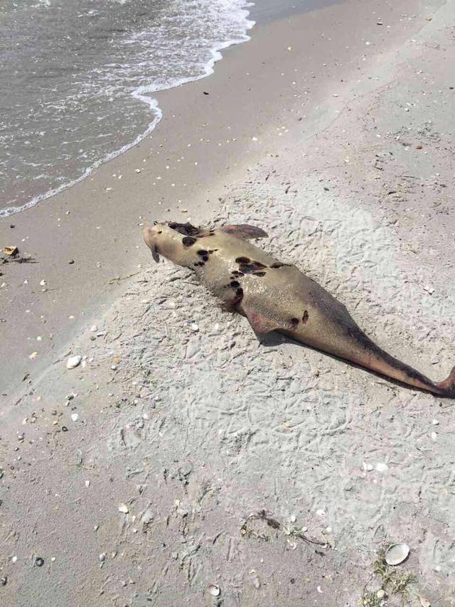 Dozens of dead dolphins found at seaside in Odesa region 02 Dozens of dead dolphins found at seaside in Odesa region 02