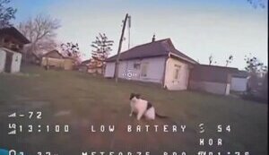 Безстрашний кіт лапою збив FPV-дрон, який майже влетів у будинок. ВIДЕО