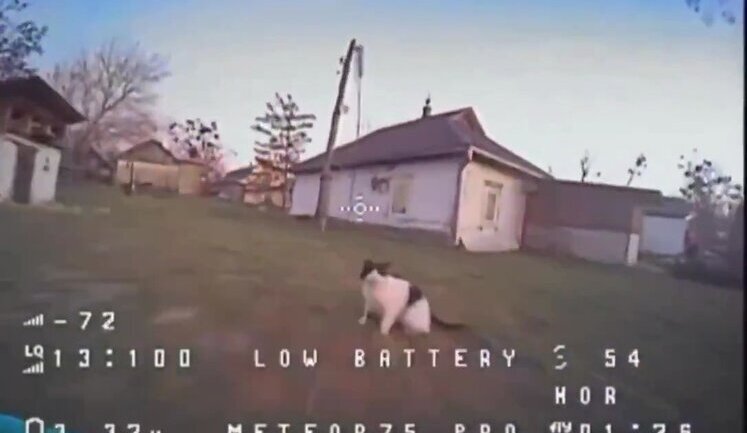 Безстрашний кіт лапою збив FPV-дрон, який майже влетів у будинок. ВIДЕО