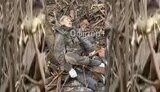Galician paratroopers eliminate dprk soldier in kursk region