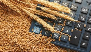 Біржові ціни на кукурудзу в Україні знижуються, дорожчають олійні культури