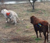 Выборы 2010
