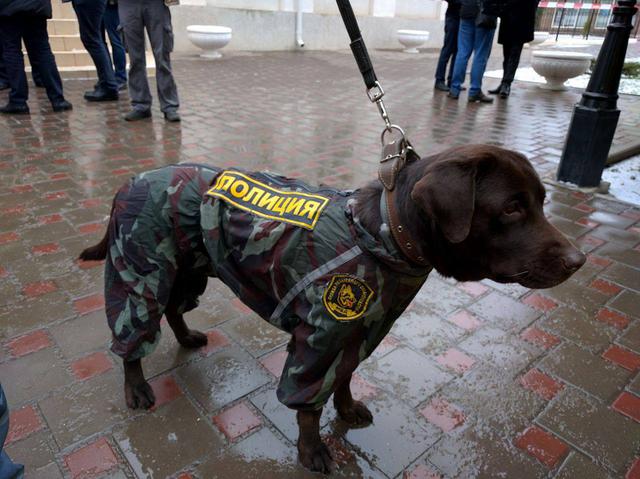донецк собака