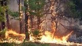 На Луганщині горить 85 га лісу, - ДСНС. ФОТО