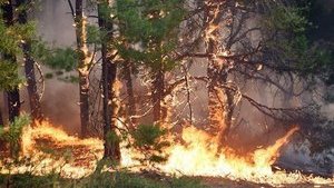 Количество жертв пожара на Луганщине увеличилось до семи: в реанимации от полученных ожогов умер мужчина