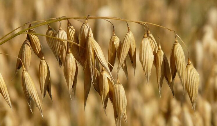 В Україні запускають програму з надання модульних зерносховищ. Хто зможе отримати?