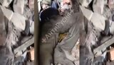 окупант