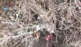 окупан200