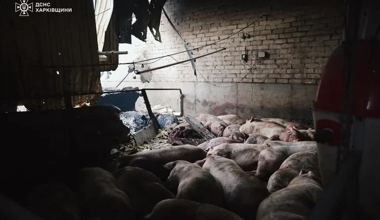 Росія обстріляла ферму на Харківщині: загинули 13 тисяч свиней. ФОТОрепортаж