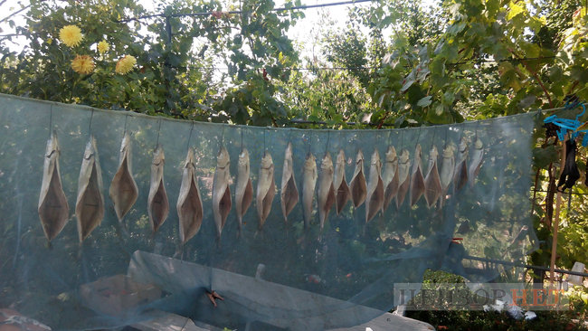 Тихі канали, швидка річка і дунайський оселедець - весна і осінь у Вилковому 19 Тихі канали, швидка річка і дунайський оселедець - весна і осінь у Вилковому 19