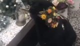Собака Оскар приходит к могиле защитника Азовстали