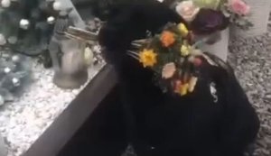 Пес Оскар приносит цветы на могилу погибшего защитника "Азовстали". ВИДЕО