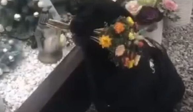 Пес Оскар приносит цветы на могилу погибшего защитника "Азовстали". ВИДЕО