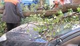 Дерево, упавшее на авто в центре Одессы, убрали только через три дня. ФОТОрепортаж