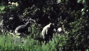 Russian logistics in Sumy region under attack by DIU warriors, enemy is howling with helplessness. VIDEO
