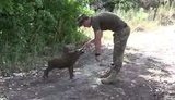 боевые кабаны