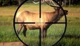 В Україні необхідно створити антибраконьєрські озброєні загони, - координатор проектів Всесвітнього фонду природи в Україні Богдан Проць