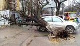 В Одессе огромное дерево упало прямо на внедорожник. ФОТО