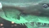 Promotion of Cruelty - Every Day Shark Torture in Kyiv Shopping Center is Viewed by Hundreds of People. VIDEO
