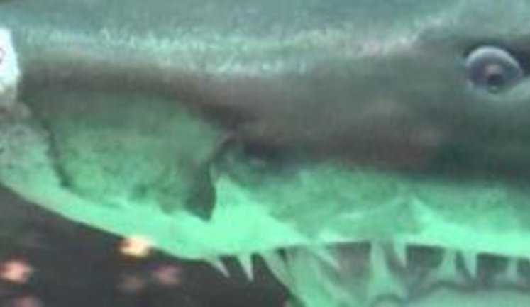 Promotion of Cruelty - Every Day Shark Torture in Kyiv Shopping Center is Viewed by Hundreds of People. VIDEO