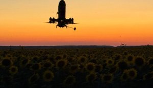 Sting, Дикі Шершні