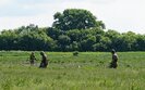 розмінування