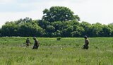 розмінування