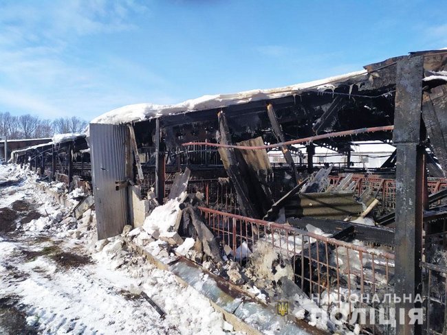 230 свиней загинули під час пожежі на Чернігівщині 02