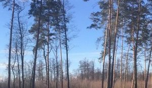 Гослесагентство предложило упростить правила санитарных рубок леса