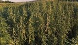 наркотики конопля