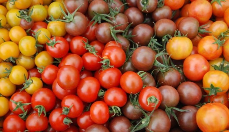 В Україні продовжують дорожчати помідори: яка ціна за кілограм сьогодні?