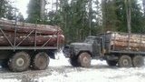 Рада одобрила запрет на все виды рубок на территории пралесов