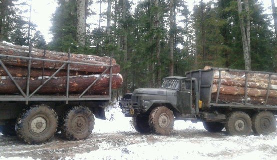 лес вырубка деревья